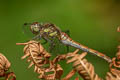 Common Darter Sympetrum striolatum