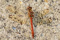 Common Darter Sympetrum striolatum