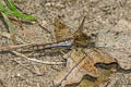 Common Darter Sympetrum striolatum