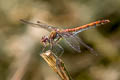 Common Darter Sympetrum striolatum