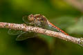 Common Darter Sympetrum striolatum