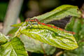 Large Red Damselfly Pyrrhosoma nymphula