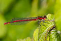 Large Red Damselfly Pyrrhosoma nymphula