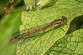 Large Red Damselfly Pyrrhosoma nymphula