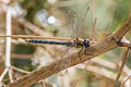 Migrant Hawker Aeshna mixta