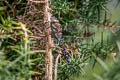 Migrant Hawker Aeshna mixta