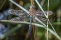 Migrant Hawker Aeshna mixta