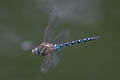 Migrant Hawker Aeshna mixta