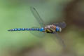 Migrant Hawker Aeshna mixta