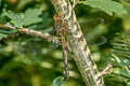 Migrant Hawker Aeshna mixta