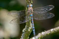 Migrant Hawker Aeshna mixta