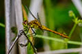 Ruddy Darter Sympetrum sanguineum