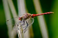 Ruddy Darter Sympetrum sanguineum