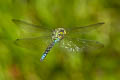 Southern Hawker Aeshna cyanea