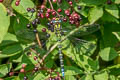 Southern Hawker Aeshna cyanea