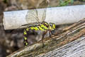 Southern Hawker Aeshna cyanea