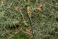 Southern Hawker Aeshna cyanea