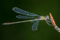 Western Willow Spreadwing Chalcolestes viridis (Willow Emerald Damselfly)