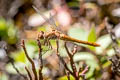 Striped Meadowhawk Sympetrum pallipes 