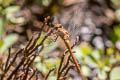 Striped Meadowhawk Sympetrum pallipes 