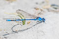 Vivid Dancer Argia vivida 