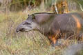 South American Tapir Tapirus terrestris