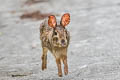 Chinese Hare Lepus sinensis