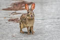 Chinese Hare Lepus sinensis