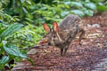 Chinese Hare Lepus sinensis