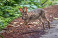 Chinese Hare Lepus sinensis