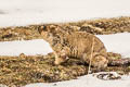 Himalayan Marmot Marmota himalayana (Karakoram Marmot)