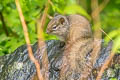 Pere David's Rock Squirrel Sciurotamias davidianus