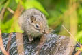 Pere David's Rock Squirrel Sciurotamias davidianus