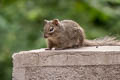 Pere David's Rock Squirrel Sciurotamias davidianus