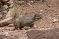 Pere David's Rock Squirrel Sciurotamias davidianus