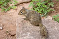 Pere David's Rock Squirrel Sciurotamias davidianus
