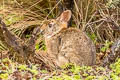 Brazilian Rabbit Sylvilagus brasiliensis (Forest Rabbit)
