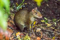 Brown Agouti Dasyprocta variegata 