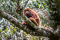 Colombian Red Howler Monkey Alouatta seniculus