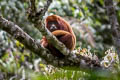Colombian Red Howler Monkey Alouatta seniculus