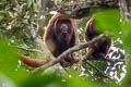 Colombian Red Howler Monkey Alouatta seniculus