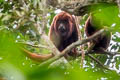 Colombian Red Howler Monkey Alouatta seniculus
