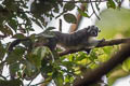 Geoffroy's Tamarin Saguinus geoffroyi