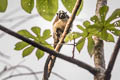 Geoffroy's Tamarin Saguinus geoffroyi