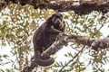 Mantled Howler Monkey Alouatta palliata