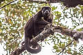 Mantled Howler Monkey Alouatta palliata