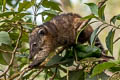 Mountain Coati Nasuella olivacea (Little Coati)