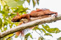 Red-tailed Squirrel Syntheosciurus granatensis