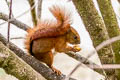 Red-tailed Squirrel Syntheosciurus granatensis