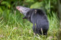 Black Agouti Dasyprocta fuliginosa